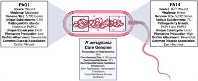 Pseudomonas aeruginosa reference strains PAO1 and PA14: A genomic, phenotypic, and therapeutic review